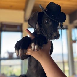 Smalls - Black and white male Great Dane puppy in Tehachapi, California from Doxies and Danes