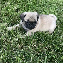 Lighter black strip - Fawn male Pug puppy in Barry, Illinois from Tina’s Pugs