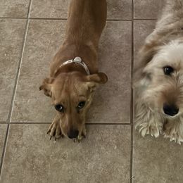 Dachshunds from Horton Hears a Weenie