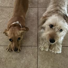 Dachshunds from Horton Hears a Weenie