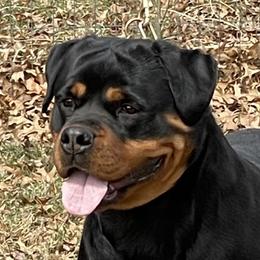 Zani - Rottweiler