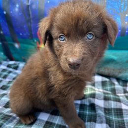 Sparks - Orange Collar - Red tri-color female Australian Shepherd puppy in San Marcos, California from Faith Family Freedom Farm
