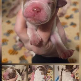 Boy 2 - Red and white male Irish Red and White Setter puppy in Glenwood City, Wisconsin from NyaStar & Chequamegon