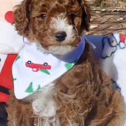 Australian Labradoodle Puppies from Dawson Creek Australian Labradoodles
