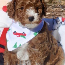 Australian Labradoodle Puppies from Dawson Creek Australian Labradoodles