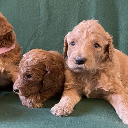 Poodles from Shab's Standard Poodle
