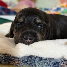 Girl 2 - Black and tan female Dachshund puppy in Jacksonville, Florida from Little Lords & Ladies Dachshunds