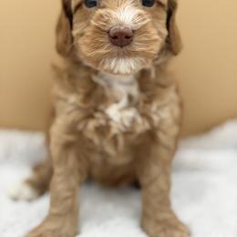 Light Pink - Red female Australian Labradoodle puppy in Antelope, California from Adorable Labradoodle