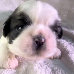Carmello - Red and white female Shih Tzu puppy in Winston Salem, North Carolina from Little Miracles Shih Tzu