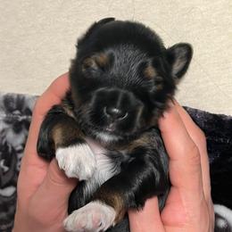 Orange boy - Black and tan brindle male Havanese puppy in Arlington, Washington from Havanese With Love Breeding Co.