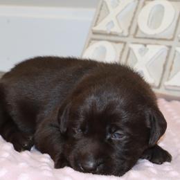 Charity - Chocolate female Labrador Retriever puppy in Camden, Indiana from Camden's Caring Canines