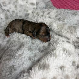 Brooke - Dapple female Dachshund puppy in Lake City, Florida from My Ditzy Doxies of Florida