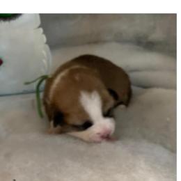 Willow Girl 4 Green2 - Red female Pembroke Welsh Corgi puppy in Shelley, Idaho from Whistling Wind Corgi’s