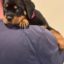 Rottweiler Puppies from Von MK Rottweilers