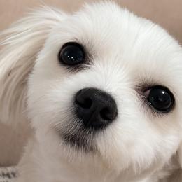 Sprinkles - Maltese