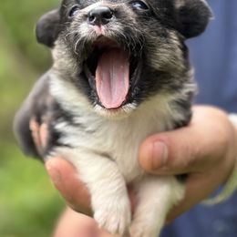 American Corgi and Pembroke Welsh Corgi Puppies from Grassy Lake Corgis