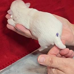 Sasha - White female Maltese puppy in Aurora, Missouri from KnJ Precious Paws LLC