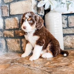 Sweet Pea - Brown and white female Aussiedoodle puppy in Beaver, Utah from Rocky Ridge Ranch