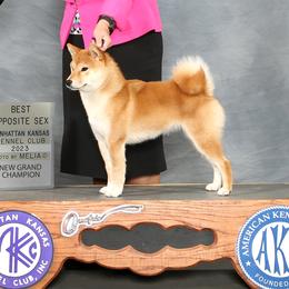 Shiba Inu and Siberian Huskies from Rita Montgomery