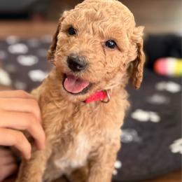 Steiner - Cream male Poodle puppy in Dayton, Washington from Country Sundance Poodles