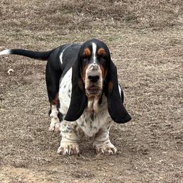 Sis - Black brown and white female Basset Hound puppy in Red Bay, Alabama from Maple Street Bassets