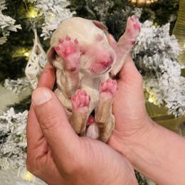 Ryder - Cream male Poodle puppy in Calimesa, California from Coriander Pups