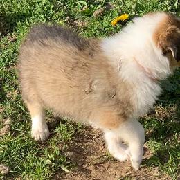 Collies from Zakrzewski's Collies