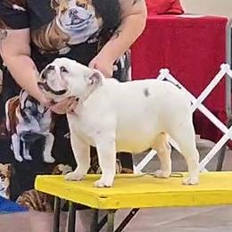 Frankie - Bulldog