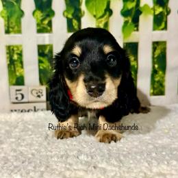 Winston - Black and cream male Dachshund puppy in Lakeland, Florida from Ruthie’s Rich Mini Dachshunds