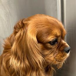 Sam - Cavalier King Charles Spaniel