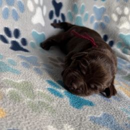 Burgundy Collar Female - Chocolate female Labrador Retriever puppy in Kissimmee, Florida from SunState Labs