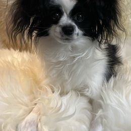 Papillon Puppies from WayMaker Papillons