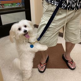 COOPER - Coton de Tulear