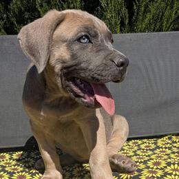 Girl 5 - Gray and fawn female Cane Corso puppy in Prescott Valley, Arizona from Willow’s Meadow