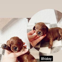 Whiskey - Red male Cavapoo puppy in Mesa, Arizona from Pedersendoodles