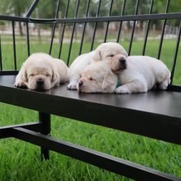 Boy 2 - Yellow male Labrador Retriever puppy in Conroe, Texas from Pride Rock Labradors