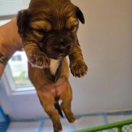 Girl 1 - Liver and white female Shorkie puppy in North English, Iowa from Countryside Yorkies