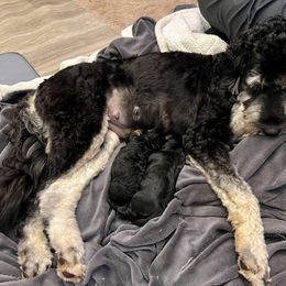 Goldendoodle and Poodle Puppies from SnickerDoodlePups