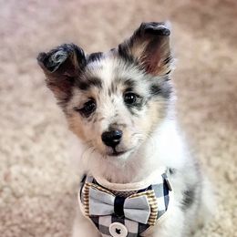 Shetland Sheepdog Puppies from Southern Charm Sheltie’s