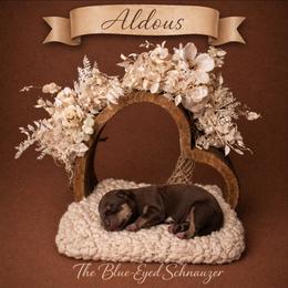 Aldous - Liver male Miniature Schnauzer puppy in Winter Haven, Florida from The Blue Eyed Schnauzer