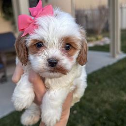 Girl 3 - Blenheim female Cavapoo puppy in Spanish Fork, Utah from Sugar Doodles Pups