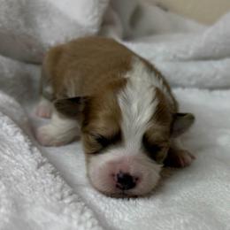 Pup Pup - Cream and white female Aussiedoodle puppy in Tonasket, Washington from V5 Aussies