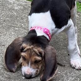 Girl 1 - Tri-colored female Treeing Walker Coonhound puppy in Vermontville, Michigan from Stackem Up Kennel