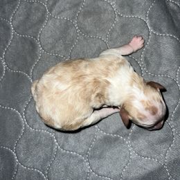 Pippi - Apricot female Poodle puppy in Liberty, Texas from Poodles and Doodles Most Excellent Adventures