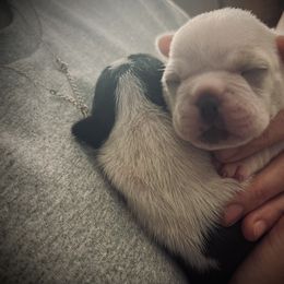 French Bulldog and Pug Puppies from Lyons Heart Pups