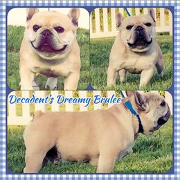 Beanie - French Bulldog