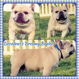Beanie - French Bulldog
