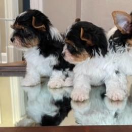 Biewer Terrier and Cavalier King Charles Spaniel Puppies from Kilmaren Cavaliers and Biewer Terriers