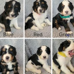 Bernedoodle puppies from River Doodles