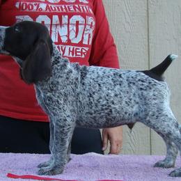 German Wirehaired Pointer Puppies from Idawire GWPs